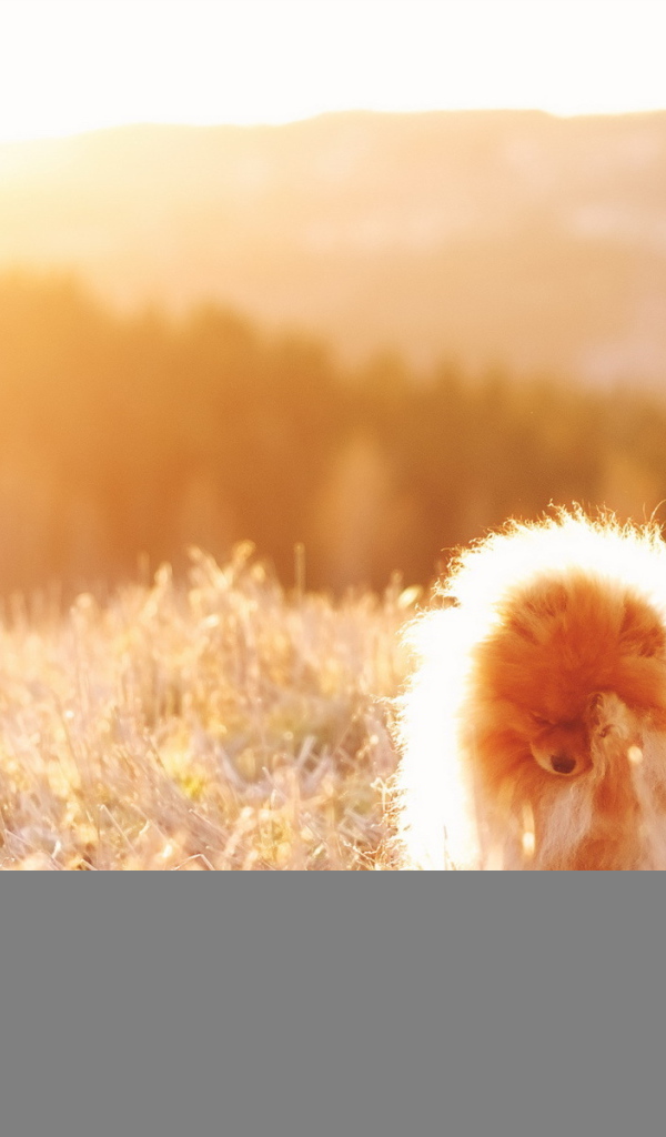 Собака под солнечным светом