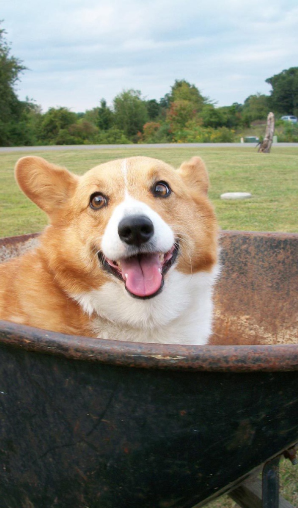 Собака вельш-корги в тачке