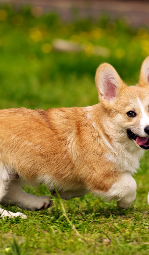 Собака вельш-корги играет с мячом