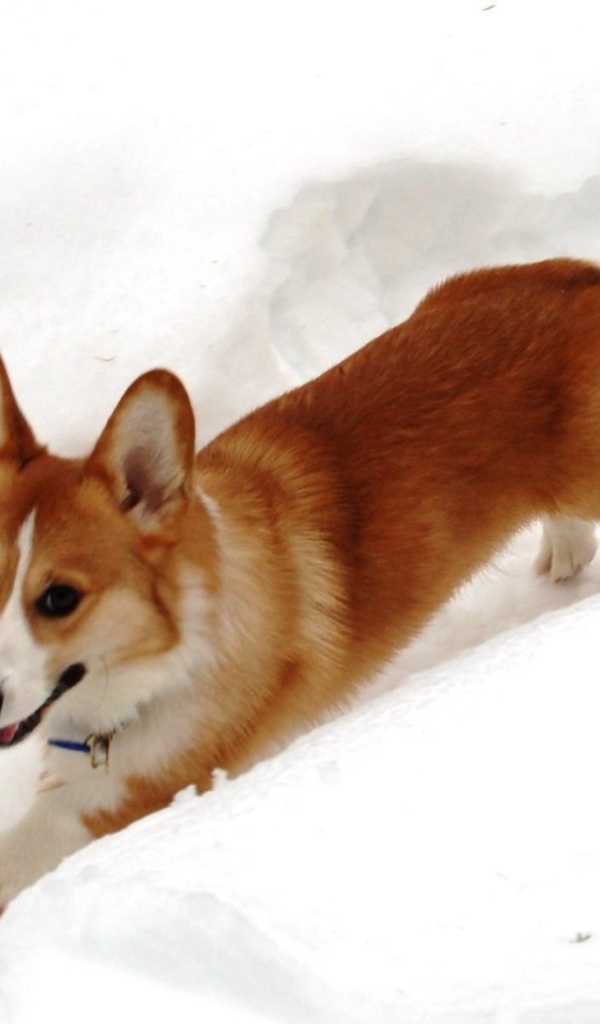 Собака вельш-корги бежит в снегу