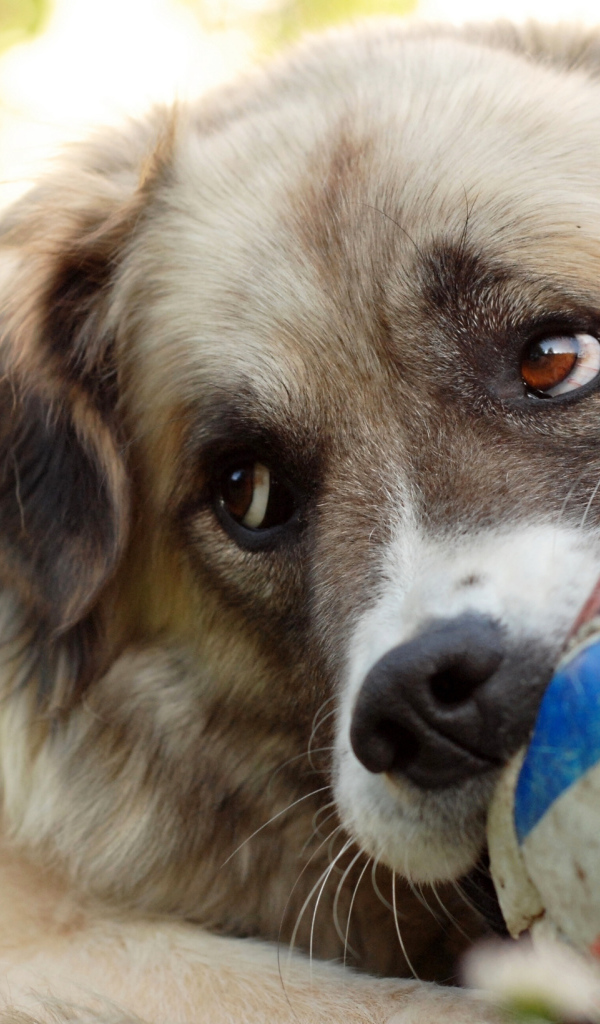 Собака с мячом