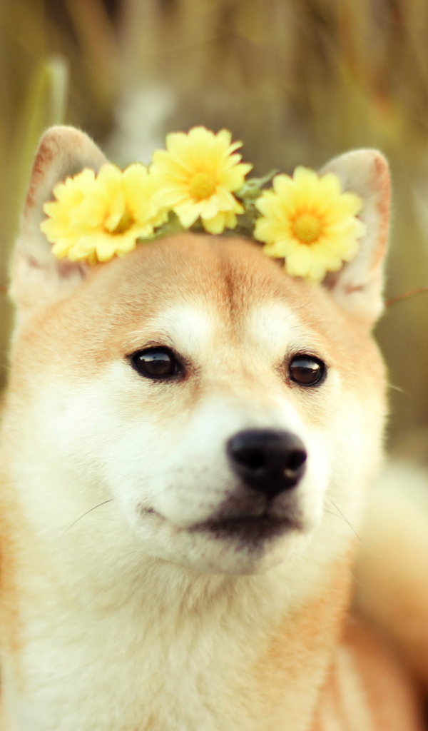 Собака с цветами на голове