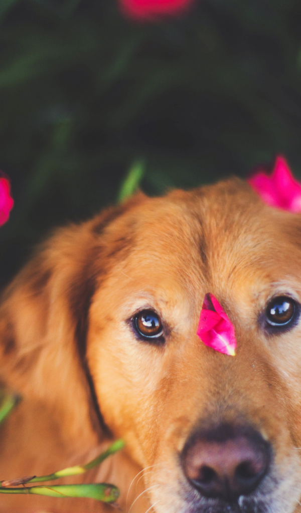 Собака с лепестками