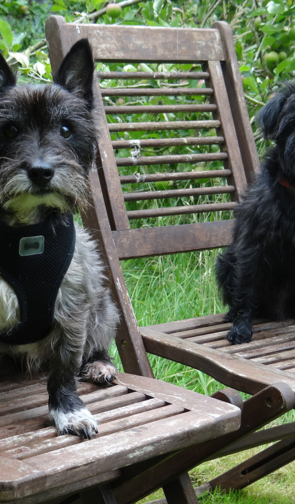 Собаки аффенпинчер на стульях