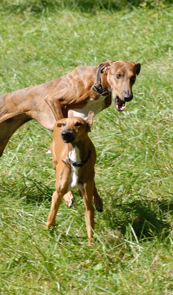 Собаки азавак играют