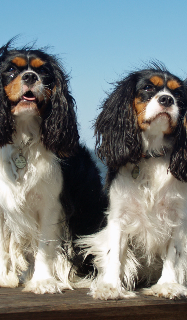 Собаки кавалер кинг чарльз спаниель на фоне моря