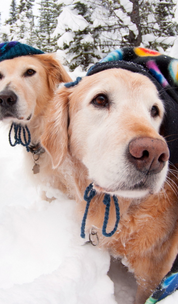 Собаки в зимних шапках