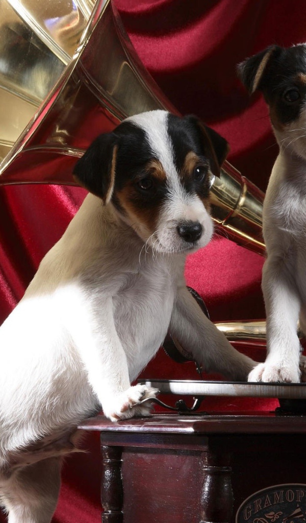 Собаки на грамофоне