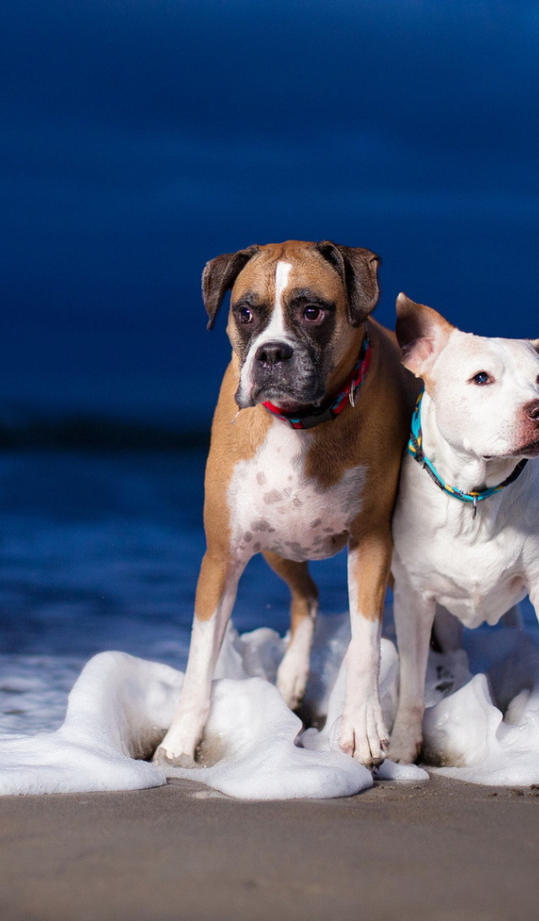 Собаки на пляже