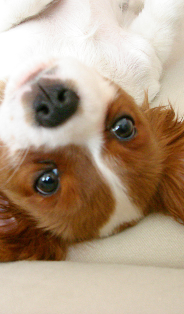 Ушастый кавалер кинг чарльз спаниель