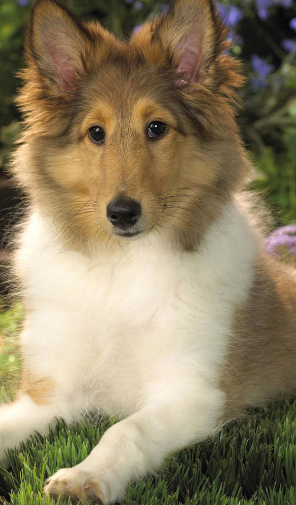 Ушастый щенок колли