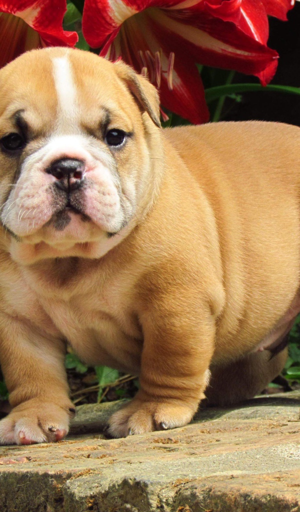 Английский бульдог под цветком