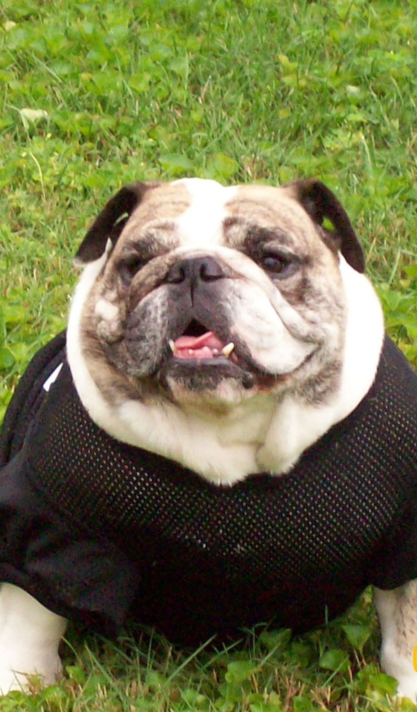 Английский бульдог в одежде