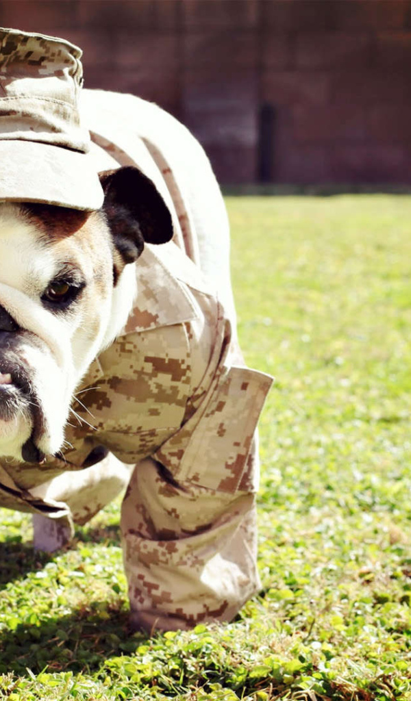 Английский бульдог в военной форме