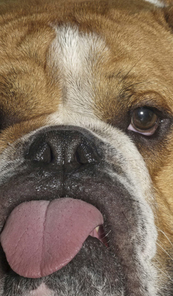 Английский бульдог показывает язык