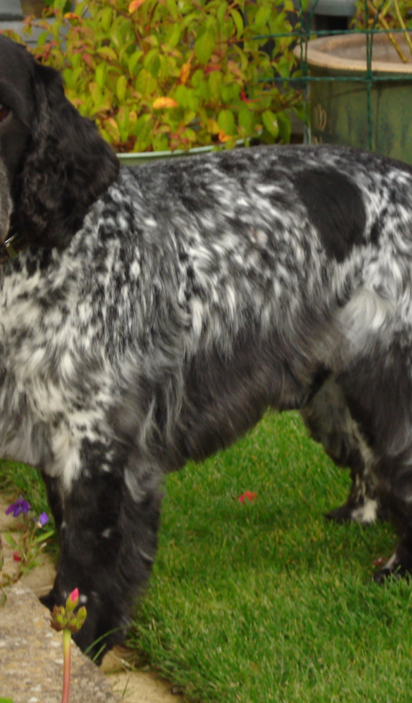 Английский кокер спаниель в саду