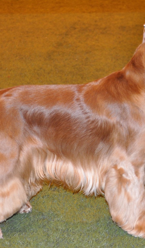 Английский кокер спаниель смотрит на хозяина