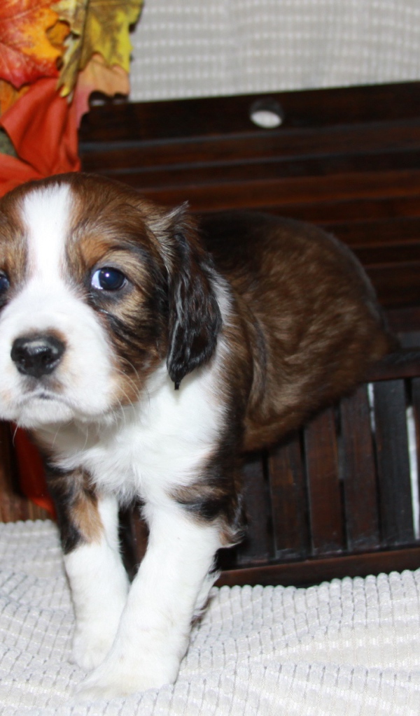 Собака английский спрингер спаниель вылез из корзинки