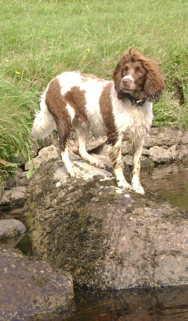 Английский спрингер спаниель на камне