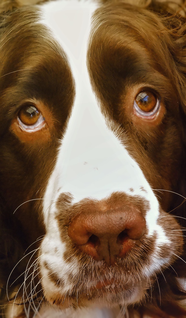 Доверчивый английский стрингер спаниель