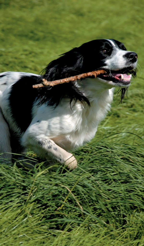 Английский спрингер спаниель с палкой