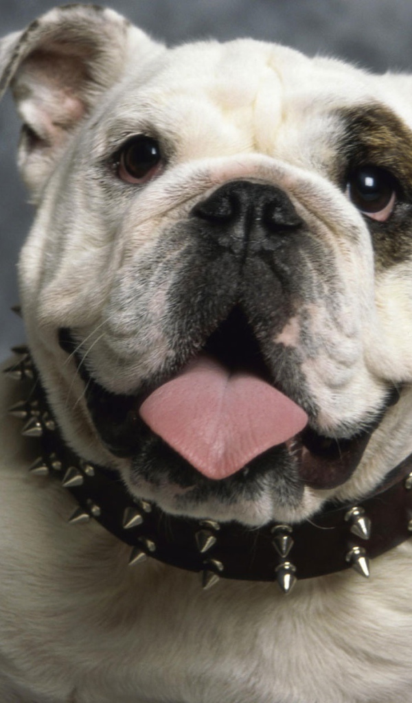 Английский бульдог 