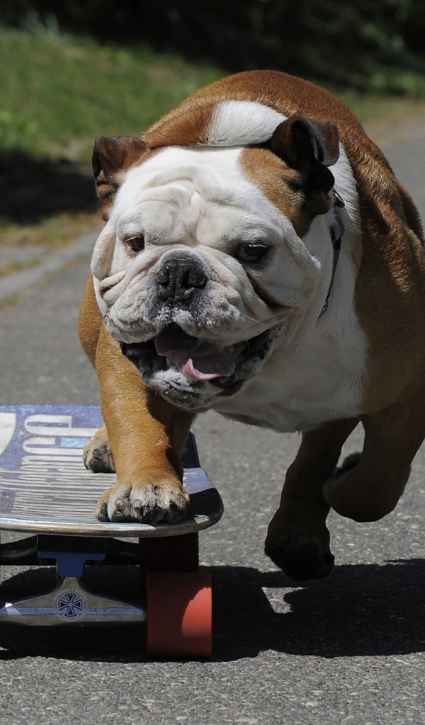 Английский бульдог на скейте