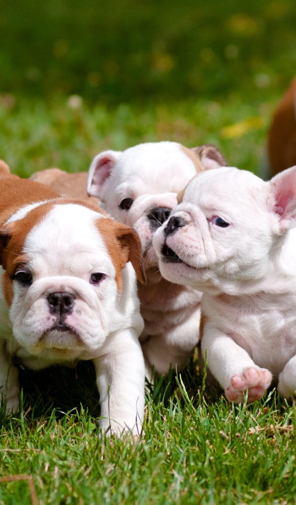 Маленькие щенки английского бульдога