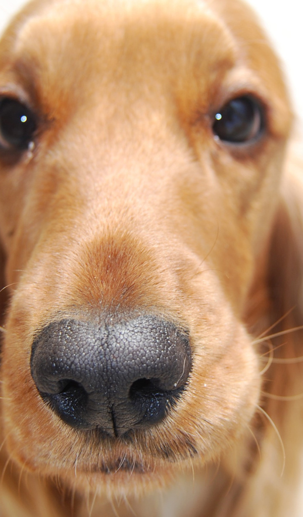 Английский кокер спаниель