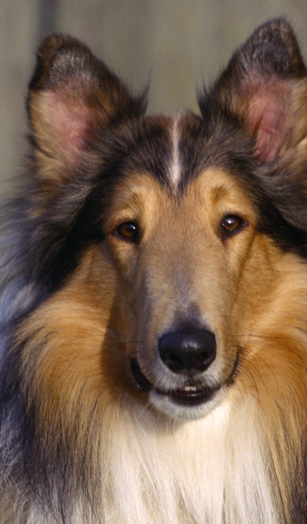 Выразительный взгляд колли