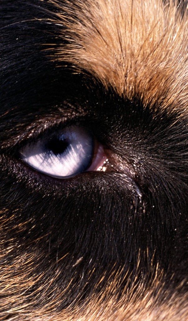 Глаз собаки