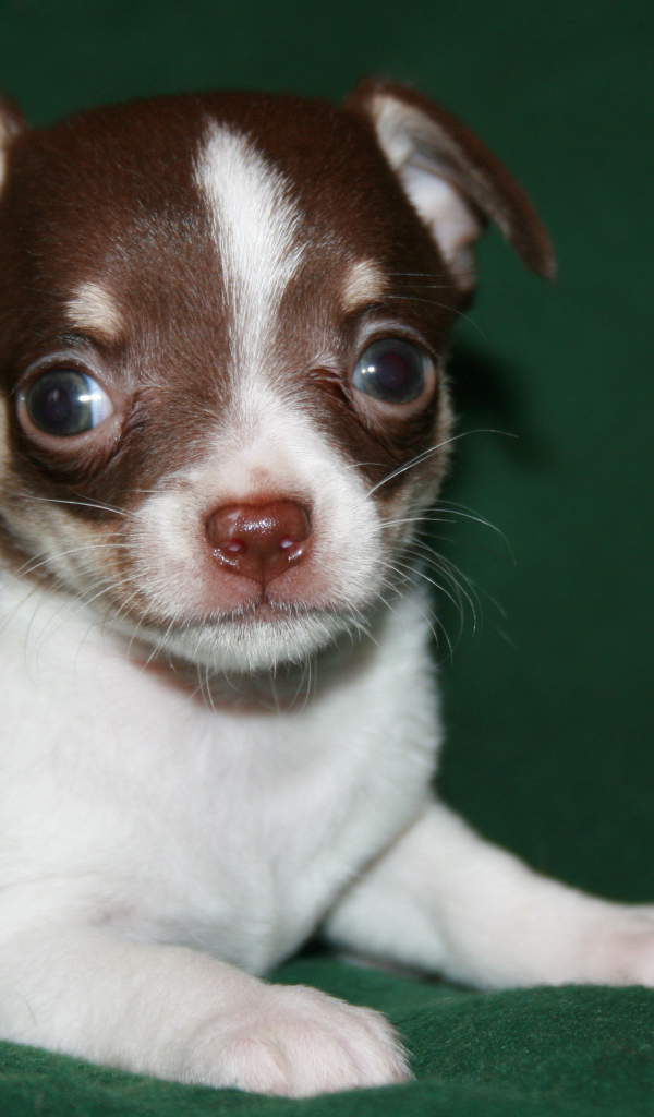 Глазастый щенок бивер йорк