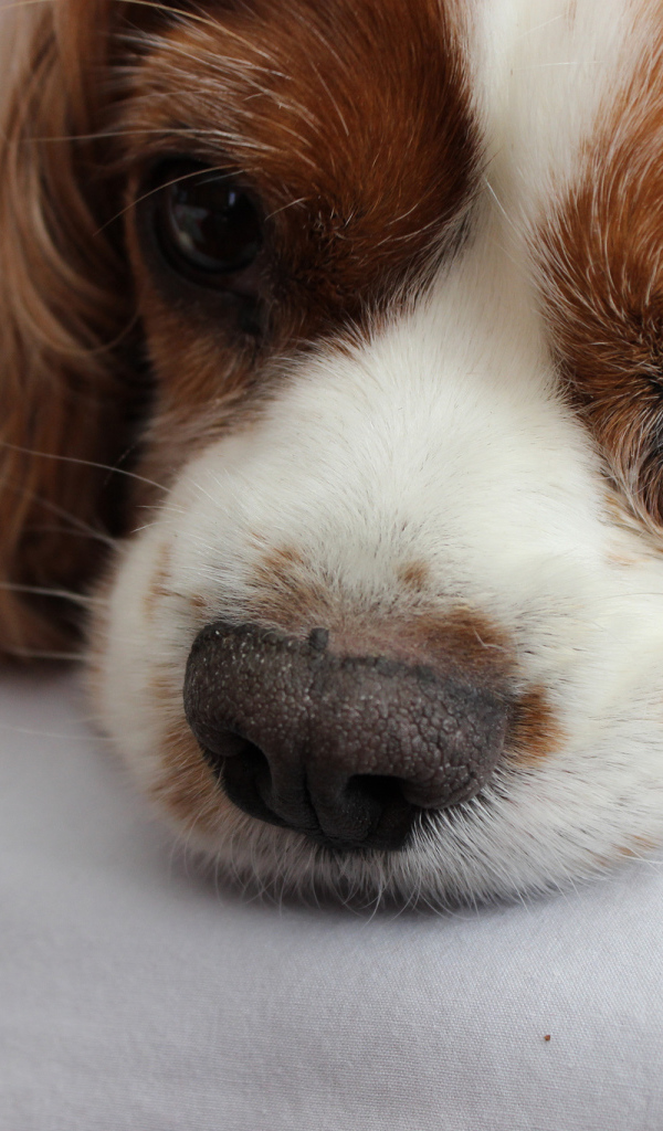 Глаза кавалер кинг чарльз спаниеля