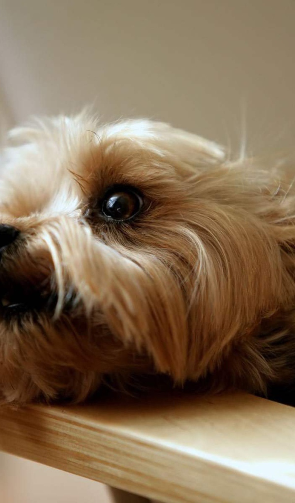 Глаза йоркширского терьера