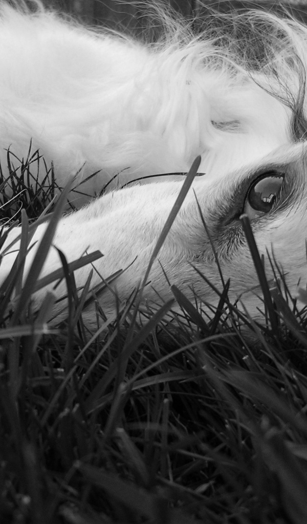 Глаза борзой собаки