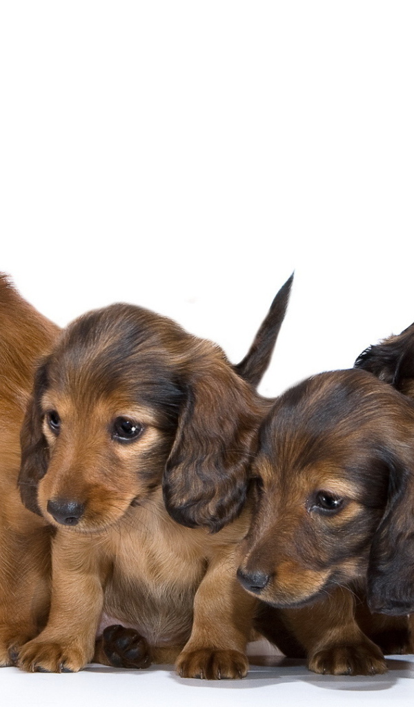 Семья собак такс