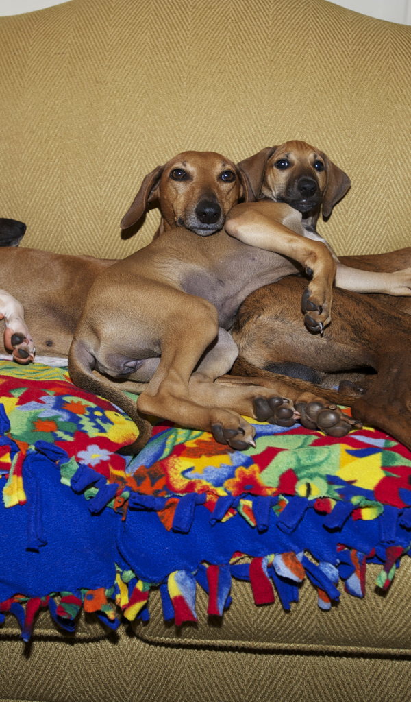 Семейство собак азавак