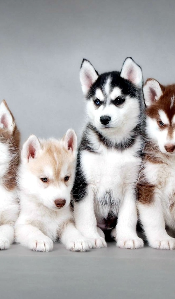 Семья щенков лайки