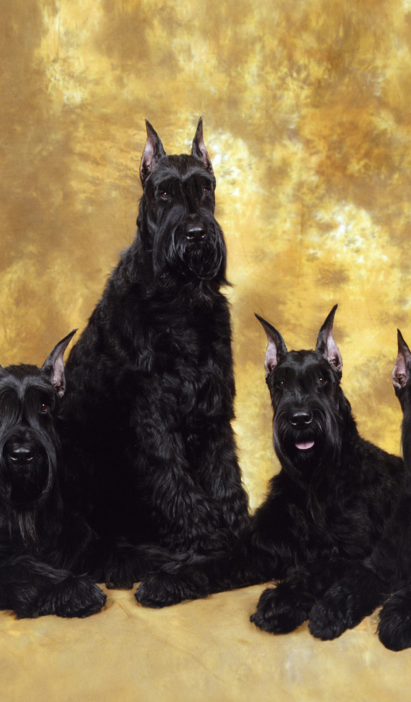 Семья черных шнауцеров