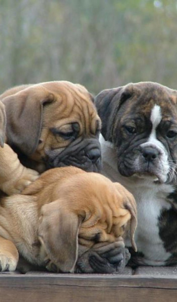 Семья щенков английского бульдога