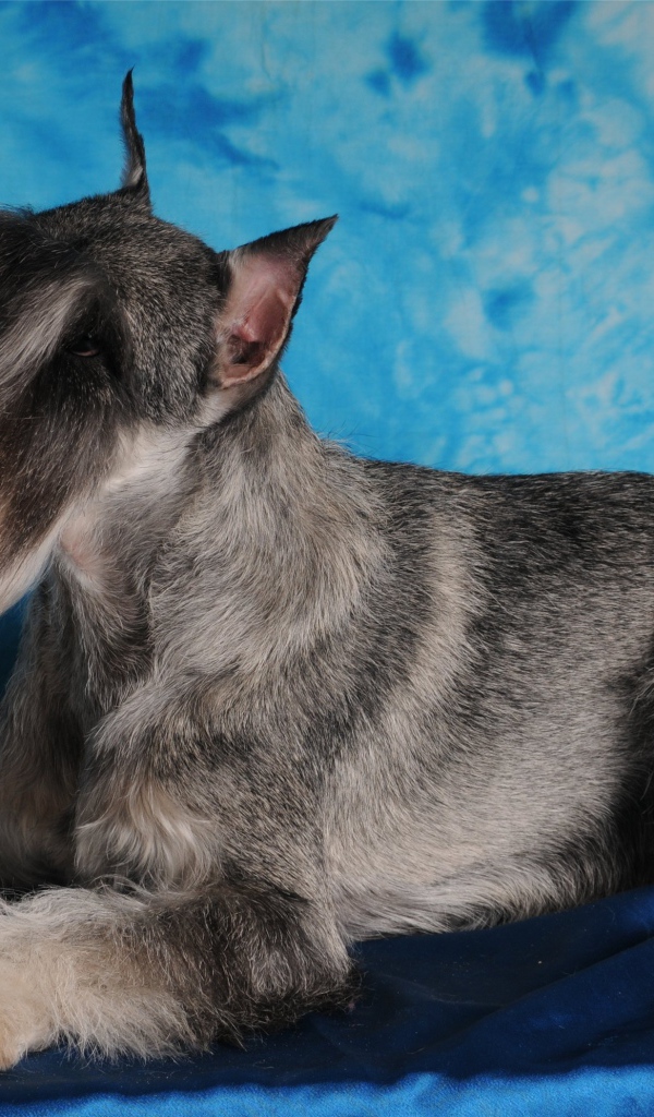 Фотомодель пес шнауцер