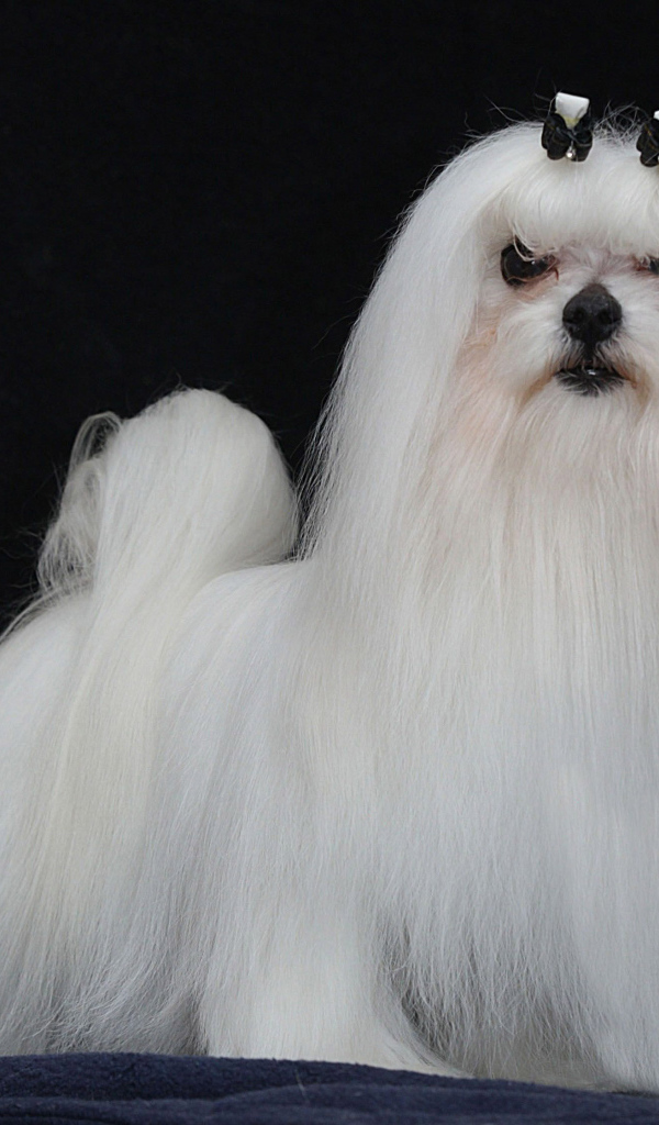 Модная мальтийская болонка