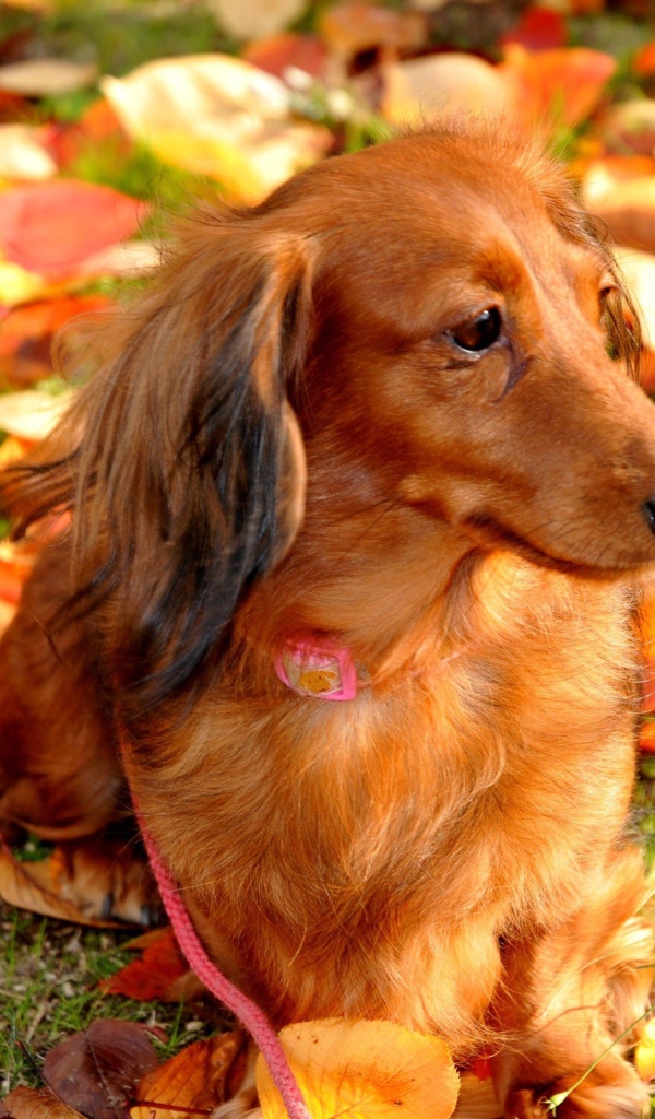 Такса cреди осенних листьев