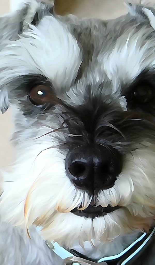 Рисунок собаки шнауцера