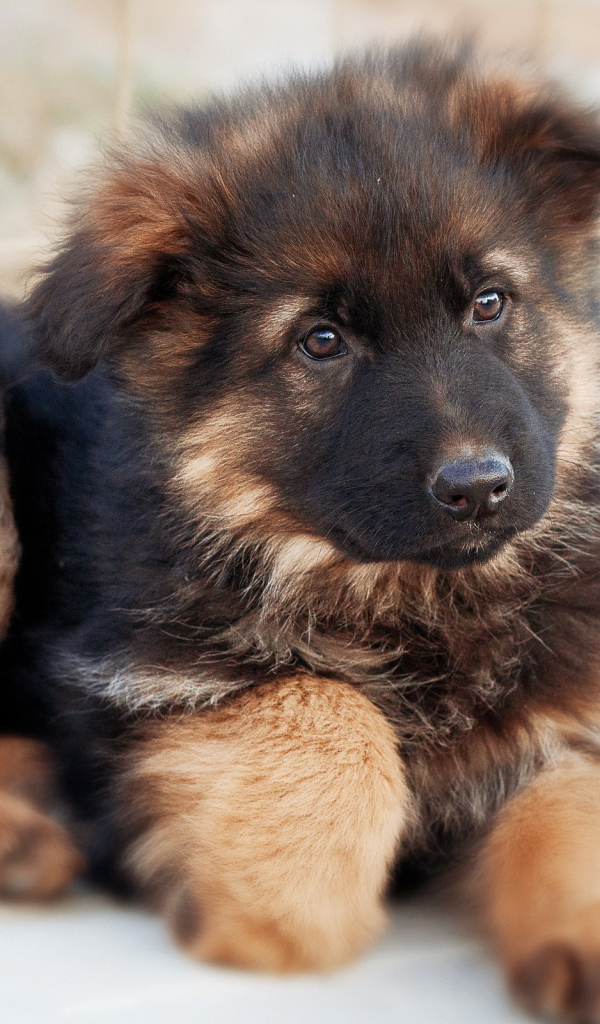 Пушистый щенок немецкой овчарки