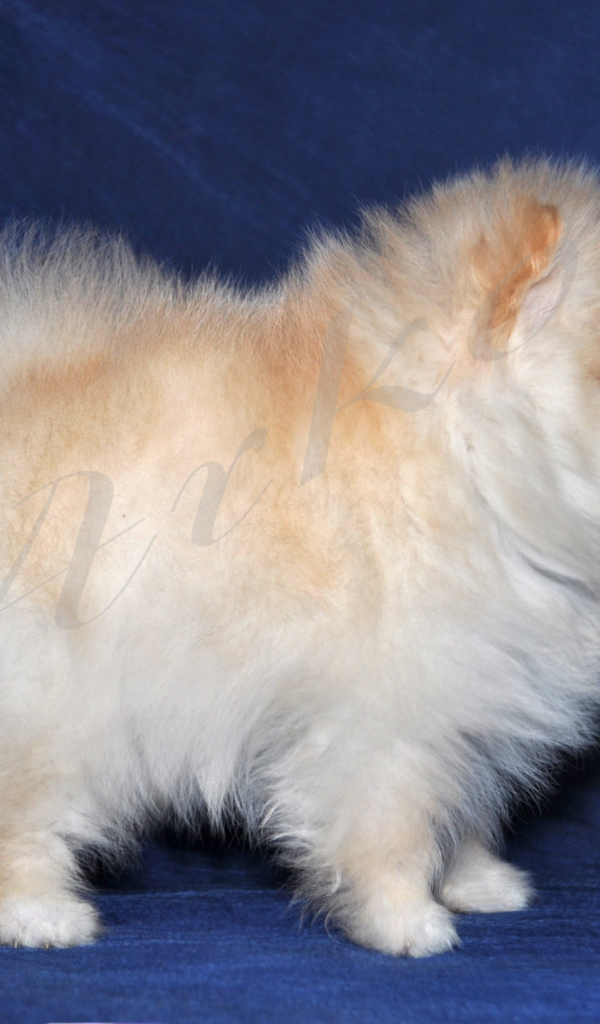 Пушистый белый шпиц на синем фоне