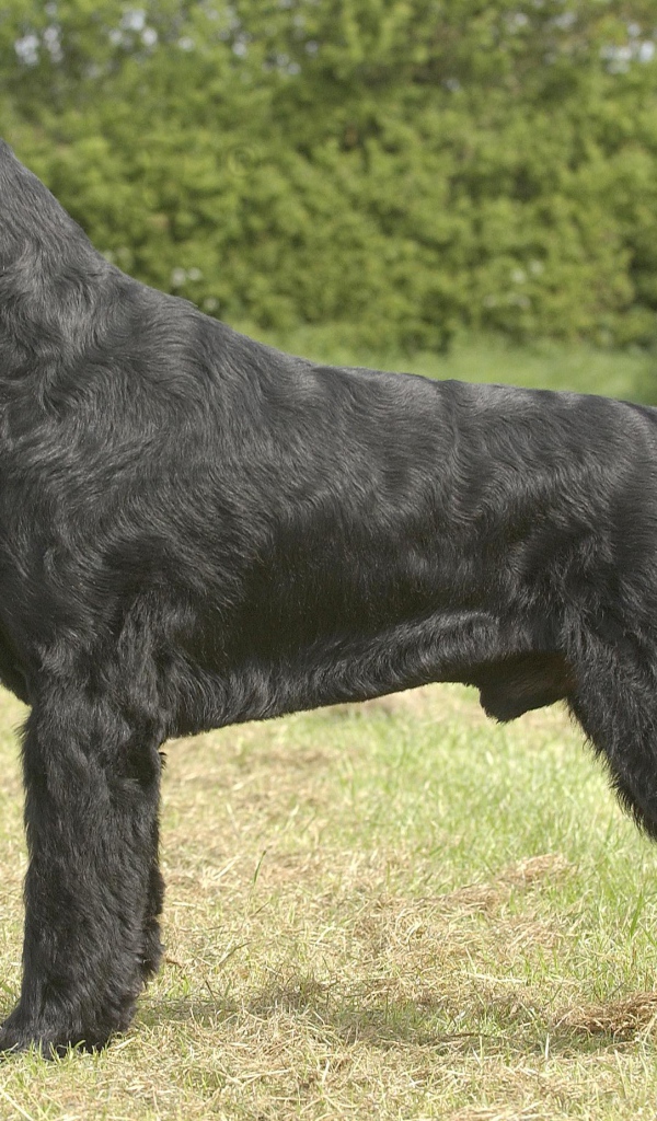 Черный пушистый шнауцер