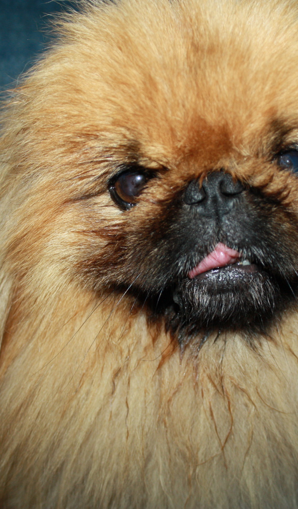 Пушистый коричневый пекинес