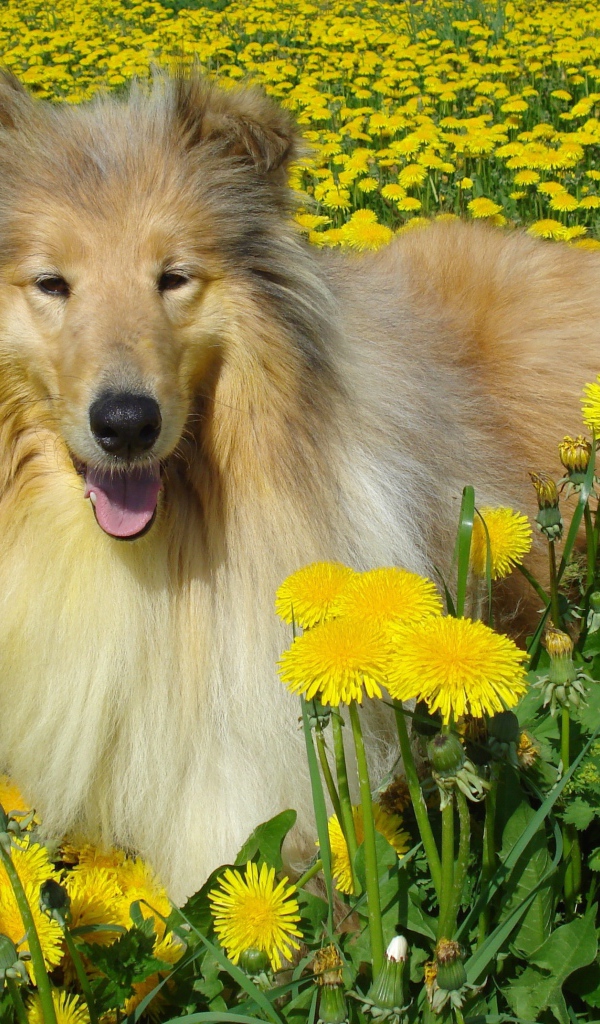 Пушистая колли среди одуванчиков