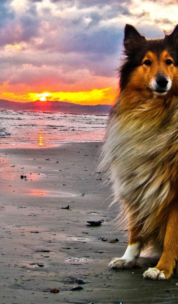 Fluffy collie on the beach